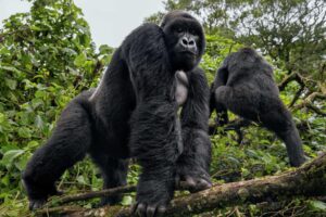 gorilla tour Uganda